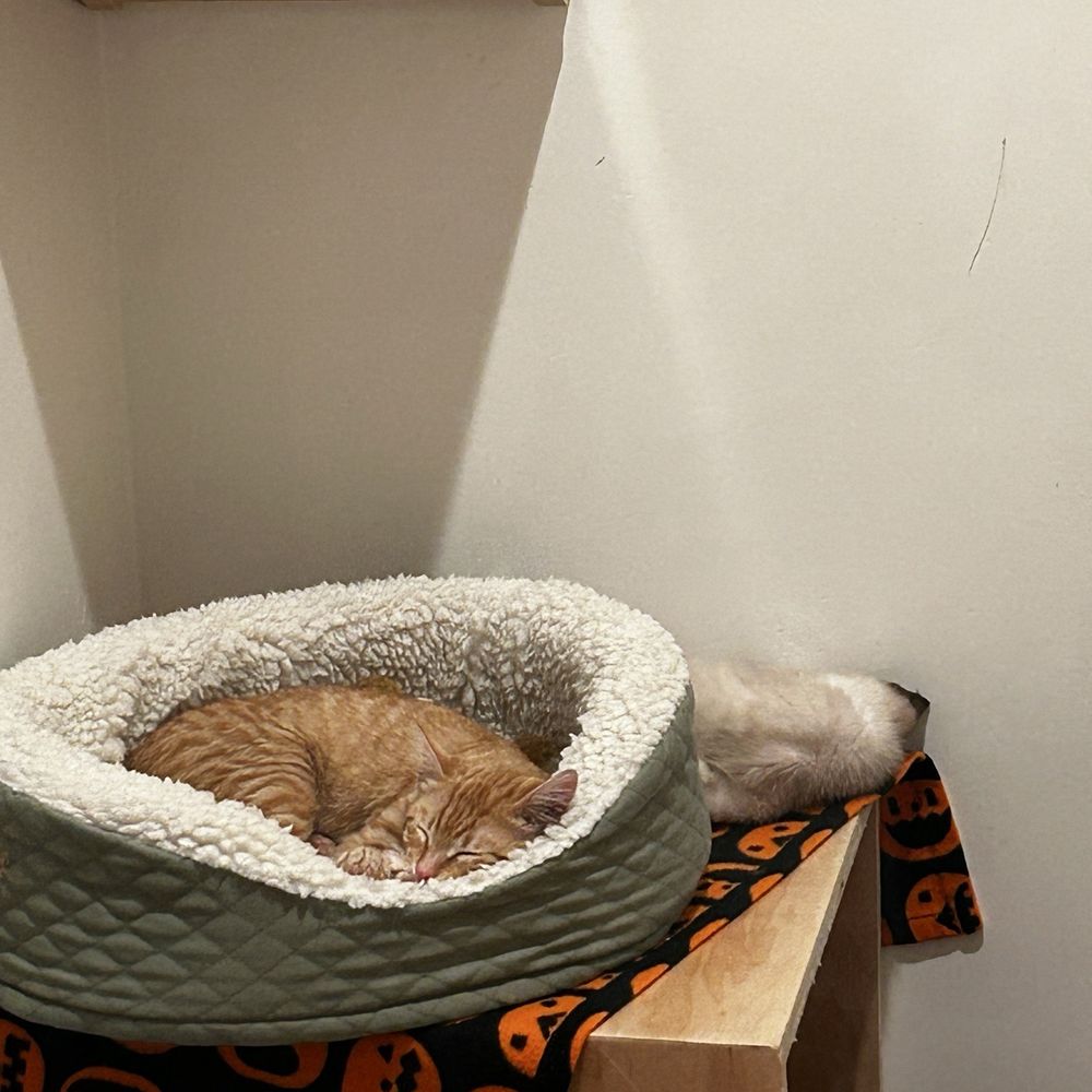 Cat Town - Animal Shelters Near Me - Oakland, California Cat Town - Animal Shelters Near Me - Oakland, California