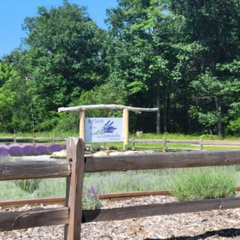 Driftwood Lavender - Farms Near Me - Port Austin, Michigan Driftwood Lavender - Farms Near Me - Port Austin, Michigan