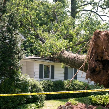 Bucks County Tree Pro - Emergency tree removal Bucks County - Tree Services Near Me - Bristol, Pennsylvania Bucks County Tree Pro - Emergency tree removal Bucks County - Tree Services Near Me - Bristol, Pennsylvania