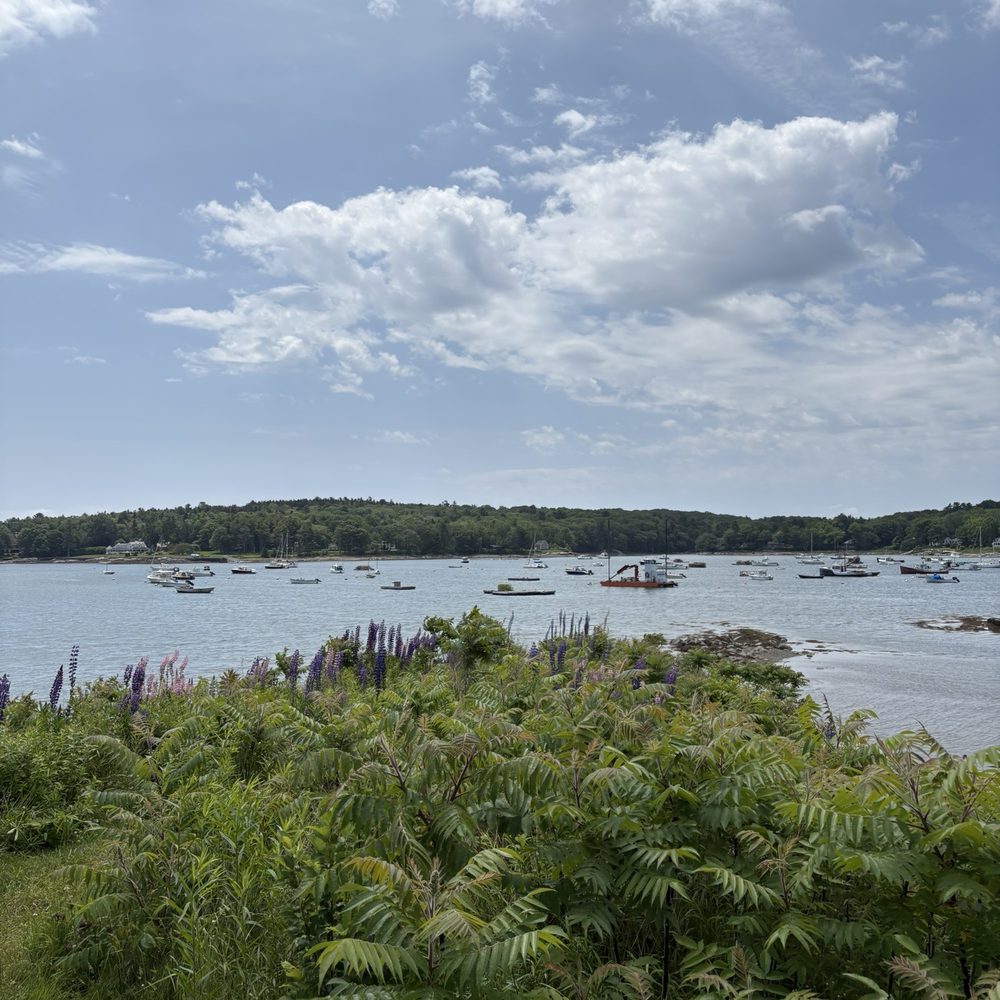Ulin Point And Lupine Field - Parks Near Me - Bristol, Maine Ulin Point And Lupine Field - Parks Near Me - Bristol, Maine