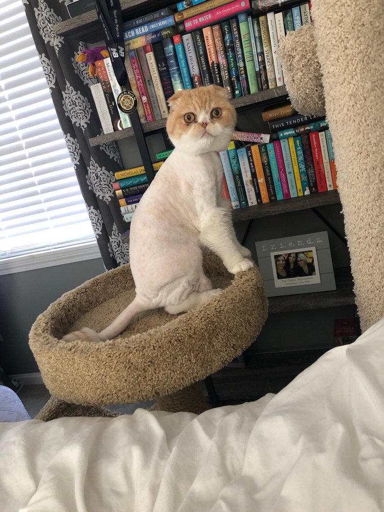 AUSSIE PET MOBILE RHODE ISLAND & NE CONNECTICUT Updated September