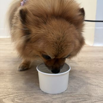 Rolld Ice Cream - Gave my dog a free pup cup! - Ice Cream & Frozen Yogurt Near Me - Santa Barbara, California