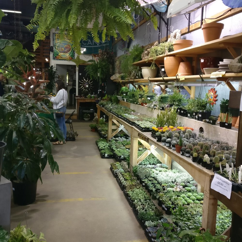 Indoor Sun Shoppe - plant collection near entrance. - Nurseries & Gardening Near Me - Seattle, Washington Indoor Sun Shoppe - plant collection near entrance. - Nurseries & Gardening Near Me - Seattle, Washington