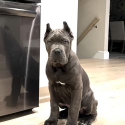 Urban Dawgs - Dog, Cane Corso, puppy