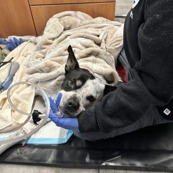 VEG ER for Pets - Emergency Pet Hospital Near Me - Houston, Texas