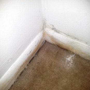 O Management - Moldy corner with the moldy baseboards and carpet - Property Management Near Me