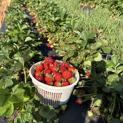 Rutherford Farms - Strawberries
