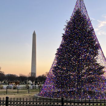 National Christmas Tree - Tree covered with net of lights - Local Flavor Near Me - Washington, DC, District of Columbia National Christmas Tree - Tree covered with net of lights - Local Flavor Near Me - Washington, DC, District of Columbia