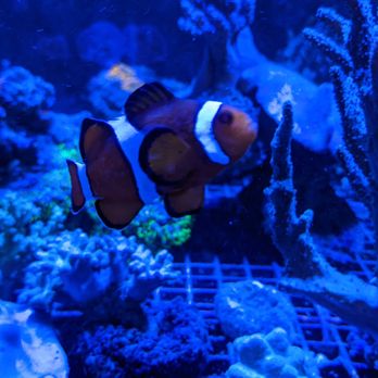 Lighthouse Aquatics - Aquarium Services Near Me - Indio, California