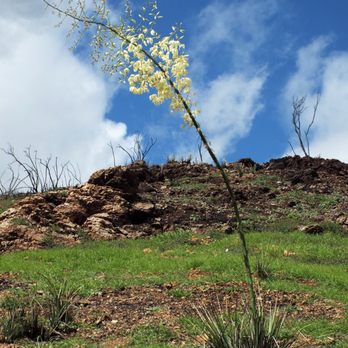 Paramount Ranch - Chaparral Yucca flowering - Landmarks & Historical Buildings Near Me - Agoura Hills, California