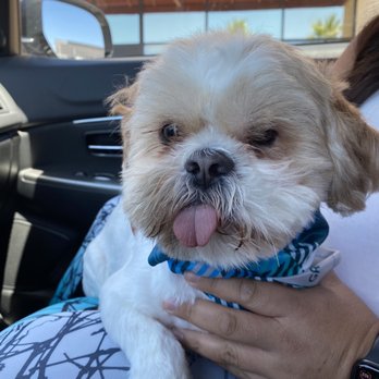 PetSmart - Pet Training Near Me - Las Vegas, Nevada PetSmart - Pet Training Near Me - Las Vegas, Nevada
