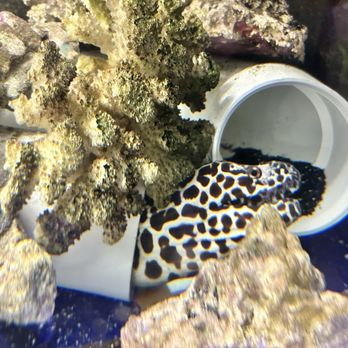 Floating Sea Aquatics - Themed Cafes Near Me - Jacksonville, Florida