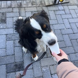Pup cup