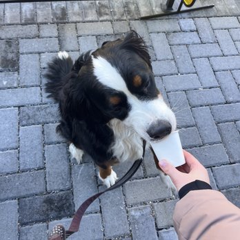 Bada Bean Bada Booze - Pup cup - Cafes Near Me - Columbus, Ohio