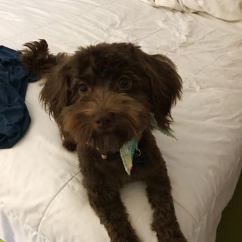 Ventnor Veterinary Office - Before and after his Groom . He looks adorable - Veterinarians Near Me - Ventnor City, New Jersey Ventnor Veterinary Office - Before and after his Groom . He looks adorable - Veterinarians Near Me - Ventnor City, New Jersey