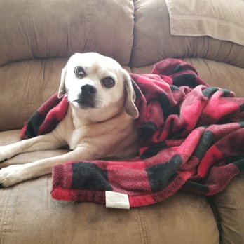 Lakeshore PAWS - Pet Adoption Near Me - Valparaiso, Indiana