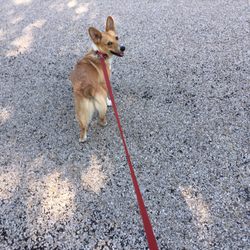 Aggieland Animal Health Center & the Pet Resort - Cooper loves the Pet Resort!