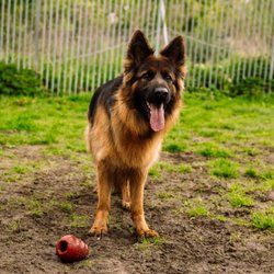 Hundepension Schmidt - Deutsche Schäferhündin mit Spielzeug auf dem Boden