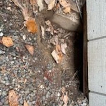 Sierra Wildlife Control - Opening under shed - Pest Control Near Me - Roseville, California Sierra Wildlife Control - Opening under shed - Pest Control Near Me - Roseville, California
