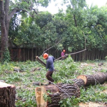 Bellizzi Tree Service - The Bellizzi team hard at work. - Tree Services Near Me Bellizzi Tree Service - The Bellizzi team hard at work. - Tree Services Near Me
