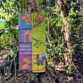 Philippine Tarsier Sanctuary - Snakes and Cats are their predators - Community Service/Non-Profit Near Me - Corella, BOH Philippine Tarsier Sanctuary - Snakes and Cats are their predators - Community Service/Non-Profit Near Me - Corella, BOH