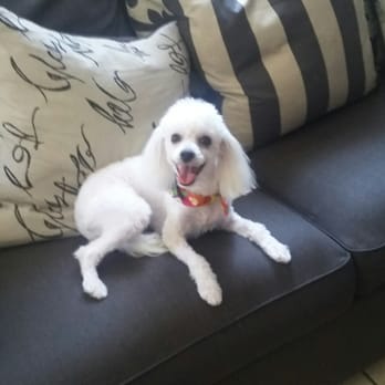 Barks N' Bubbles Mobile Grooming - After a nice hair cut and shower - Pet Groomers Near Me Barks N' Bubbles Mobile Grooming - After a nice hair cut and shower - Pet Groomers Near Me