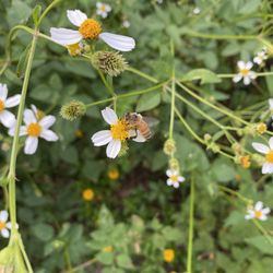 Renfro’s Honey - Honey Bee working Spanish needle.
