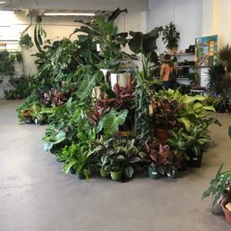 Great selection of plant babies Great selection of plant babies
