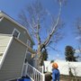 Progressive Discount Tree Service