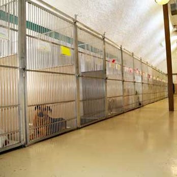 Forest Ridge Kennel - Pet Sitting Near Me - Oregon, Wisconsin Forest Ridge Kennel - Pet Sitting Near Me - Oregon, Wisconsin
