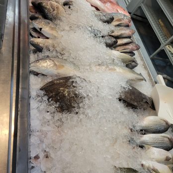 Pier 8 - Fish to choose from. Plenty. - Seafood Markets Near Me - Seabrook, Texas Pier 8 - Fish to choose from. Plenty. - Seafood Markets Near Me - Seabrook, Texas