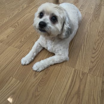 Blue Ribbon Grooming - Today I returned cause my pooches needed their hair cut and again Issac did a wonderful job. My dogs come back home so happy. - Pet Groomers Near Me - Pasadena, California