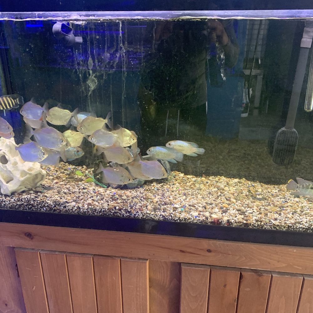 Vallejo Aquarium - Fishes - Pet Stores Near Me - Vallejo, California Vallejo Aquarium - Fishes - Pet Stores Near Me - Vallejo, California