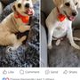 Photo of Pet Grooming By Melissa