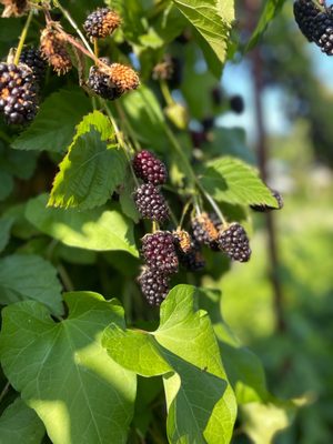 Albeke Farms by null