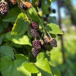 Albeke Farms - Tri star blackberries