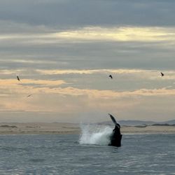 SLO Tours - Beautiful day for whale watching!
