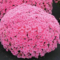 Bryan's Landscaping - Flowers