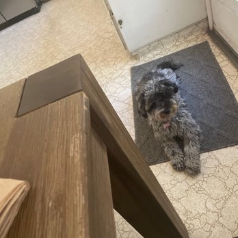 Pampered Pet - Before her summer haircut. - Pet Groomers Near Me - Riverside, California