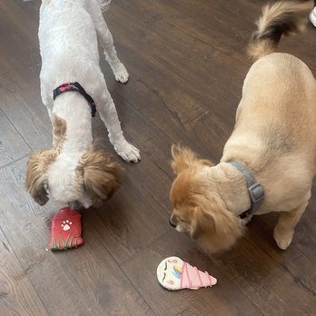Tailwaggers - They love their dog cookies that I bought after their groom - Pet Groomers Near Me - Fresno, California