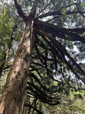 Yakusugi Land by null