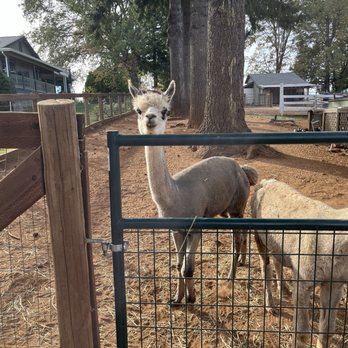 High Hill Ranch - Llama - Donuts Near Me - Placerville, California High Hill Ranch - Llama - Donuts Near Me - Placerville, California