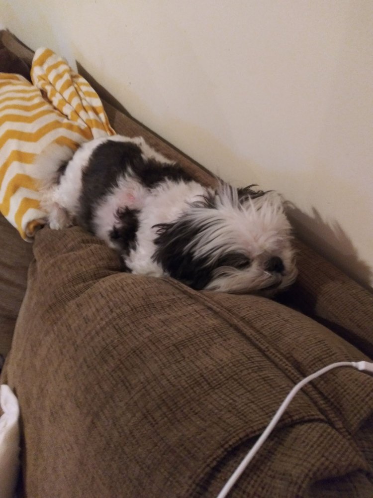 BERKELEY LAKE PET BOUTIQUE Updated June 2024 3990 Peachtree