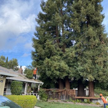 Oscar's Expert Tree Service - a man trimming a large tree - Landscaping Near Me - San Jose, California