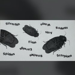 PesTex Pest Control