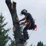 Photo of Integrity Tree Care