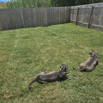 Primavera landscaping - Summertime doggiez. - Landscaping Near Me Primavera landscaping - Summertime doggiez. - Landscaping Near Me