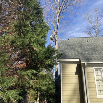 Mountain To Sea Tree Service - Not one bit touched our house - Tree Services Near Me Mountain To Sea Tree Service - Not one bit touched our house - Tree Services Near Me