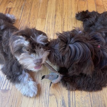 Havanese Haven - Pet Breeders Near Me - Marshfield, Missouri