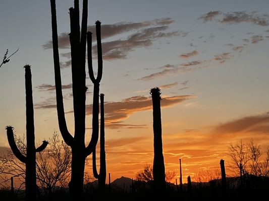 Tucson KOA Resort by null